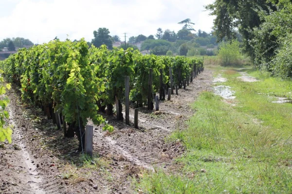Dégustation de vins Médoc